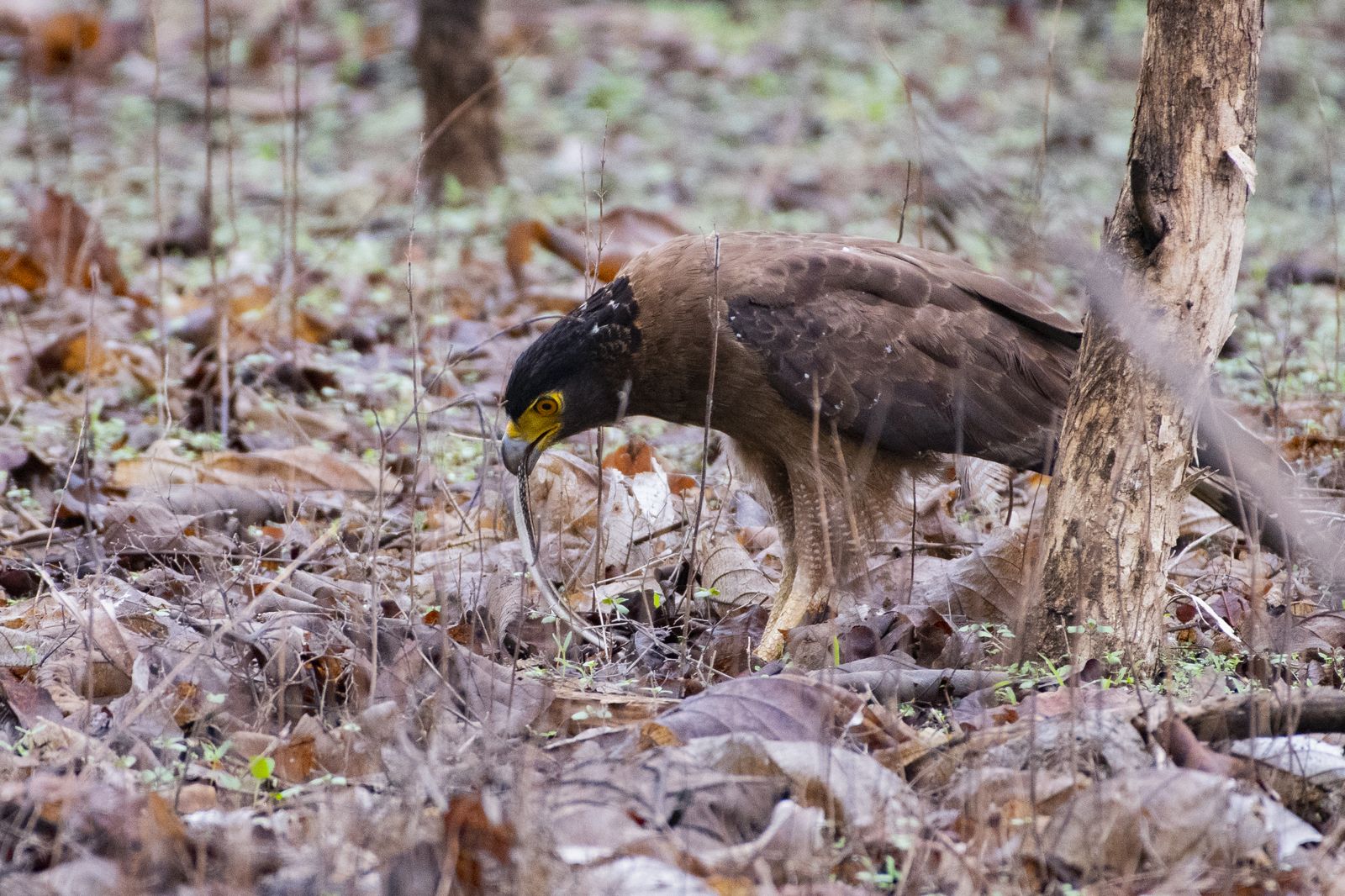 crested serpant eagle (2)